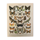 Lithographie gravure papillons d'Europe de 1897