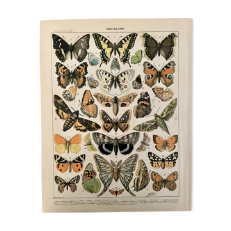 Lithograph engraving butterflies of Europe from 1897