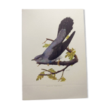 Old bird plate from the 1960s - Grey Cuckoo - Vintage zoological and ornithological illustration