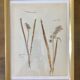 6 planches herbier datant de 1950 Provenance Belgique