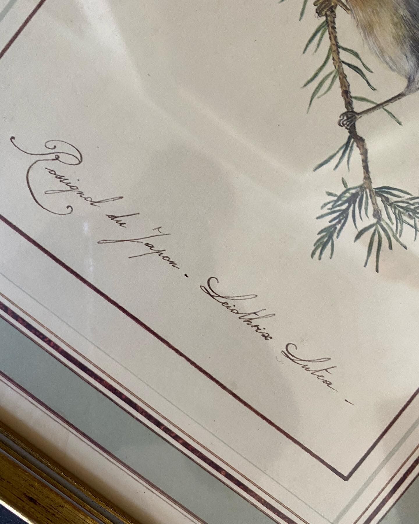 Lithographic frame Nightingale of Japan.