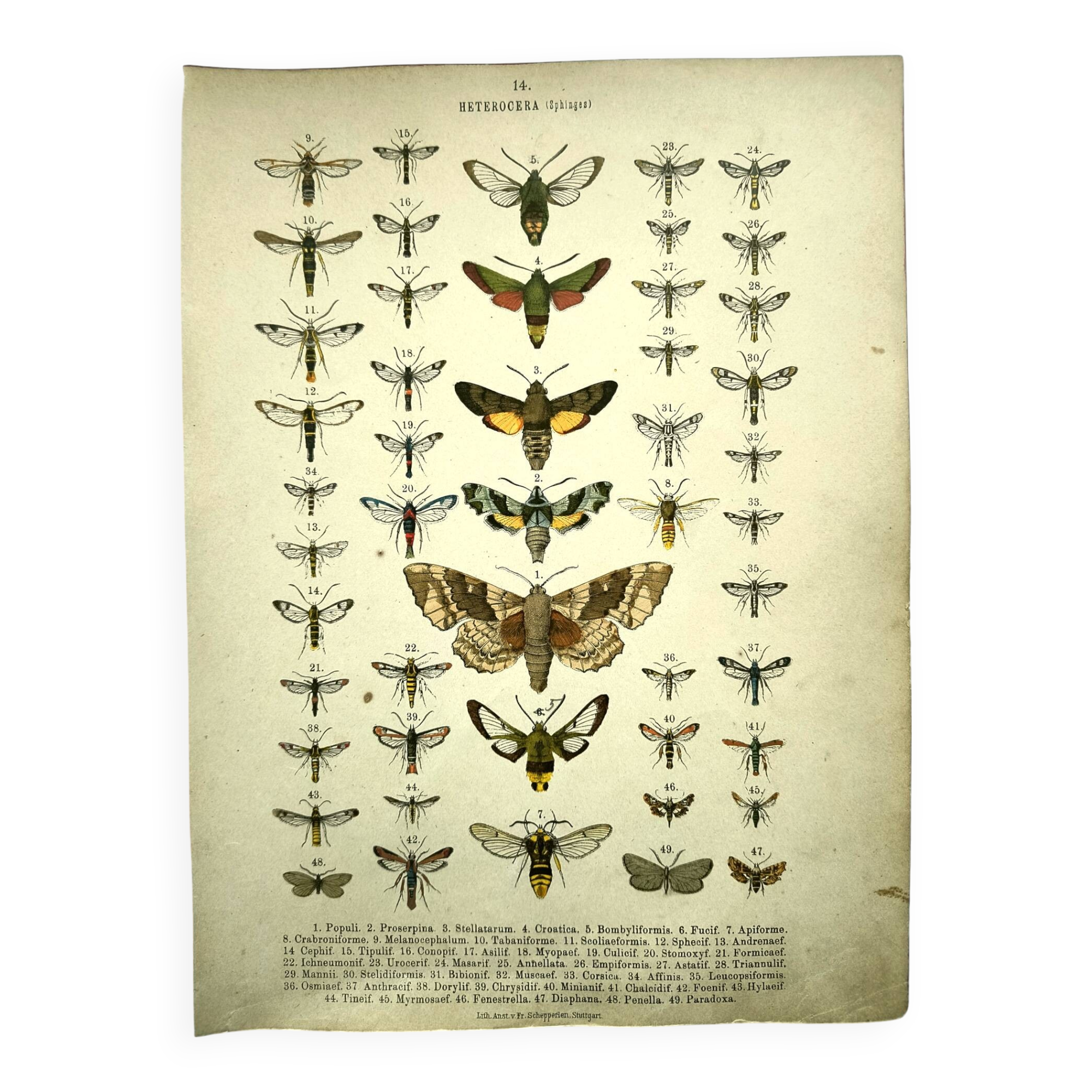 Antique print of Butterflies - Lithograph from 1887 - Populi Illustration