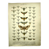 Antique print of Butterflies - Lithograph from 1887 - Populi Illustration