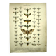 Antique print of Butterflies - Lithograph from 1887 - Populi Illustration