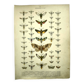 Antique print of Butterflies - Lithograph from 1887 - Populi Illustration
