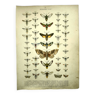 Antique print of Butterflies - Lithograph from 1887 - Populi Illustration