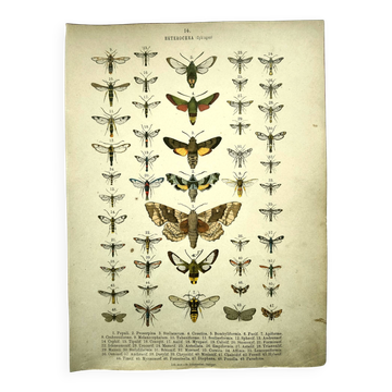 Antique print of Butterflies - Lithograph from 1887 - Populi Illustration