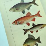1898 Engraving - Fish - Bream and Rudd. Vintage Lithograph