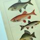 1898 Engraving - Fish - Bream and Rudd. Vintage Lithograph