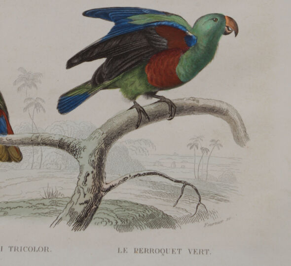 Lithography engraving vintage exotic birds