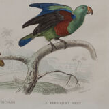 Lithography engraving vintage exotic birds