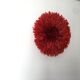 Jujuhat rouge 50 cm