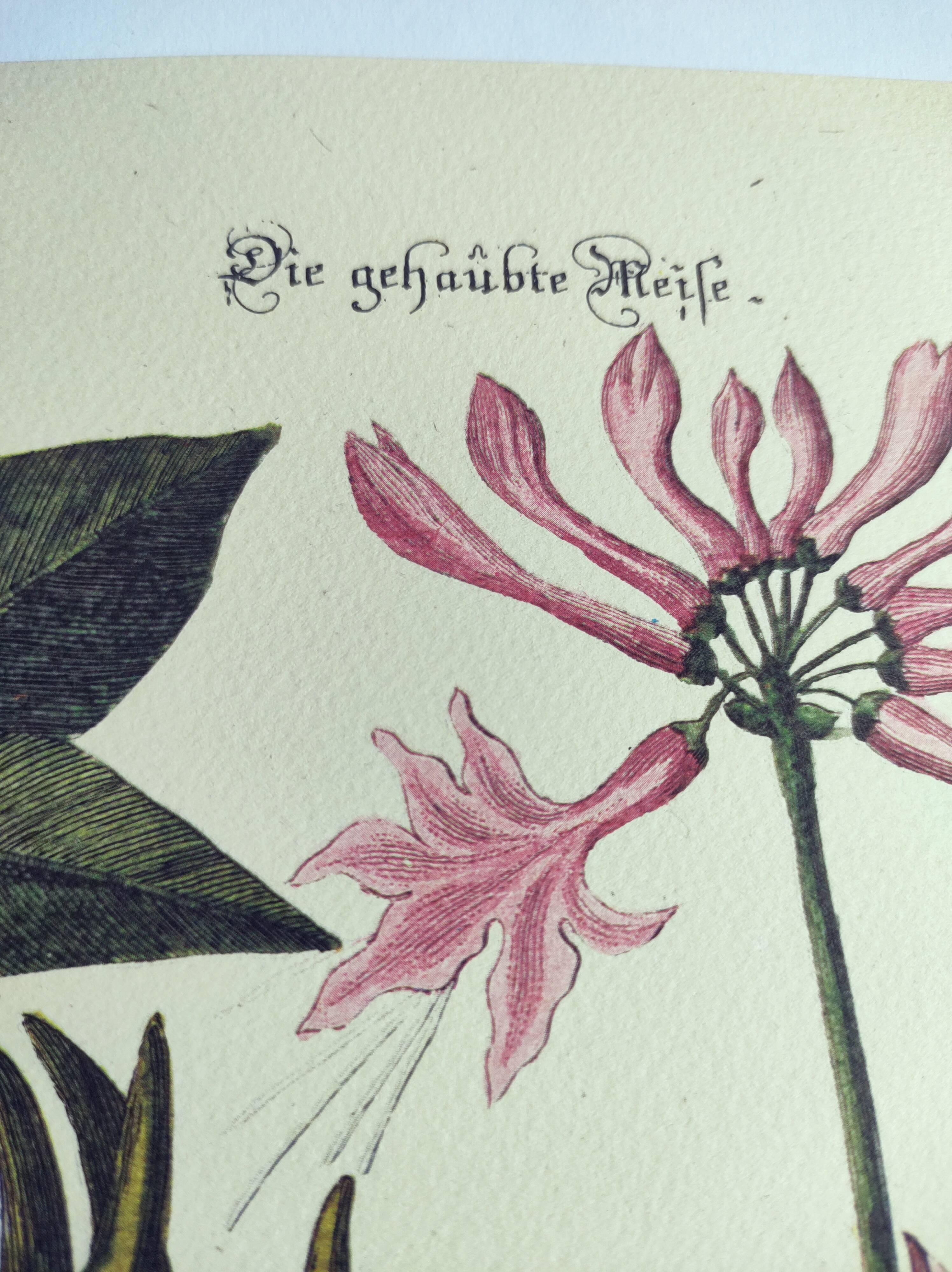 Vintage bird board - Crested titmouse - Old ornithology engraving by Seligmann & Catesby. 1973.