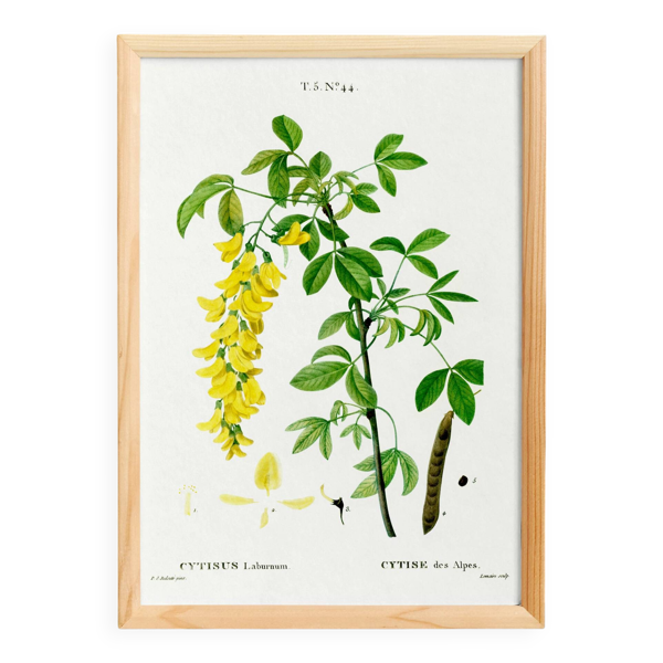Affiche botanique sur le Cytise des Alpes, d’après une gravure ancienne