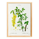 Botanical poster of the Alpine Laburnum, after an old engraving