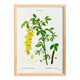 Botanical poster of the Alpine Laburnum, after an old engraving