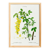 Affiche botanique sur le Cytise des Alpes, d’après une gravure ancienne
