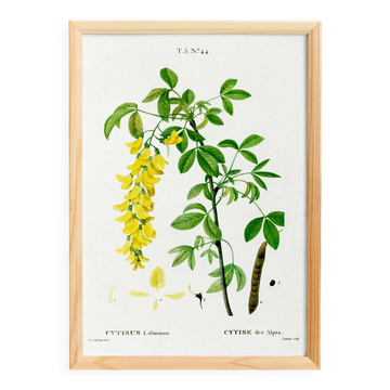 Affiche botanique sur le Cytise des Alpes, d’après une gravure ancienne