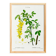 Botanical poster of the Alpine Laburnum, after an old engraving