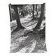 Silver gelatin photograph by Bernard Darot, Light in the Undergrowth, 20th century