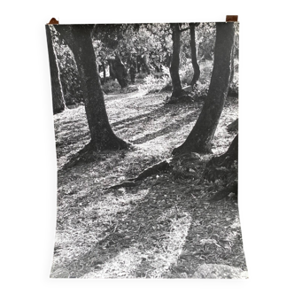 Silver gelatin photograph by Bernard Darot, Light in the Undergrowth, 20th century