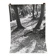 Silver gelatin photograph by Bernard Darot, Light in the Undergrowth, 20th century