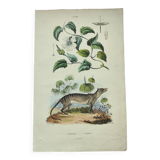 Old engraving from 1838 -Tasmanian Tiger- Hand-colored plate of animal and plant