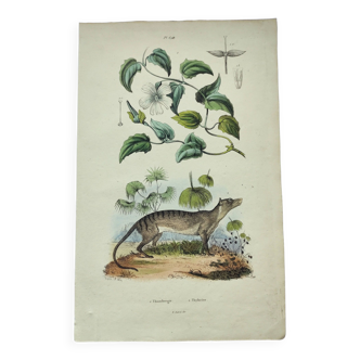 Gravure ancienne de 1838 -Tigre de Tasmanie- Planche coloriée à la main animal et plante