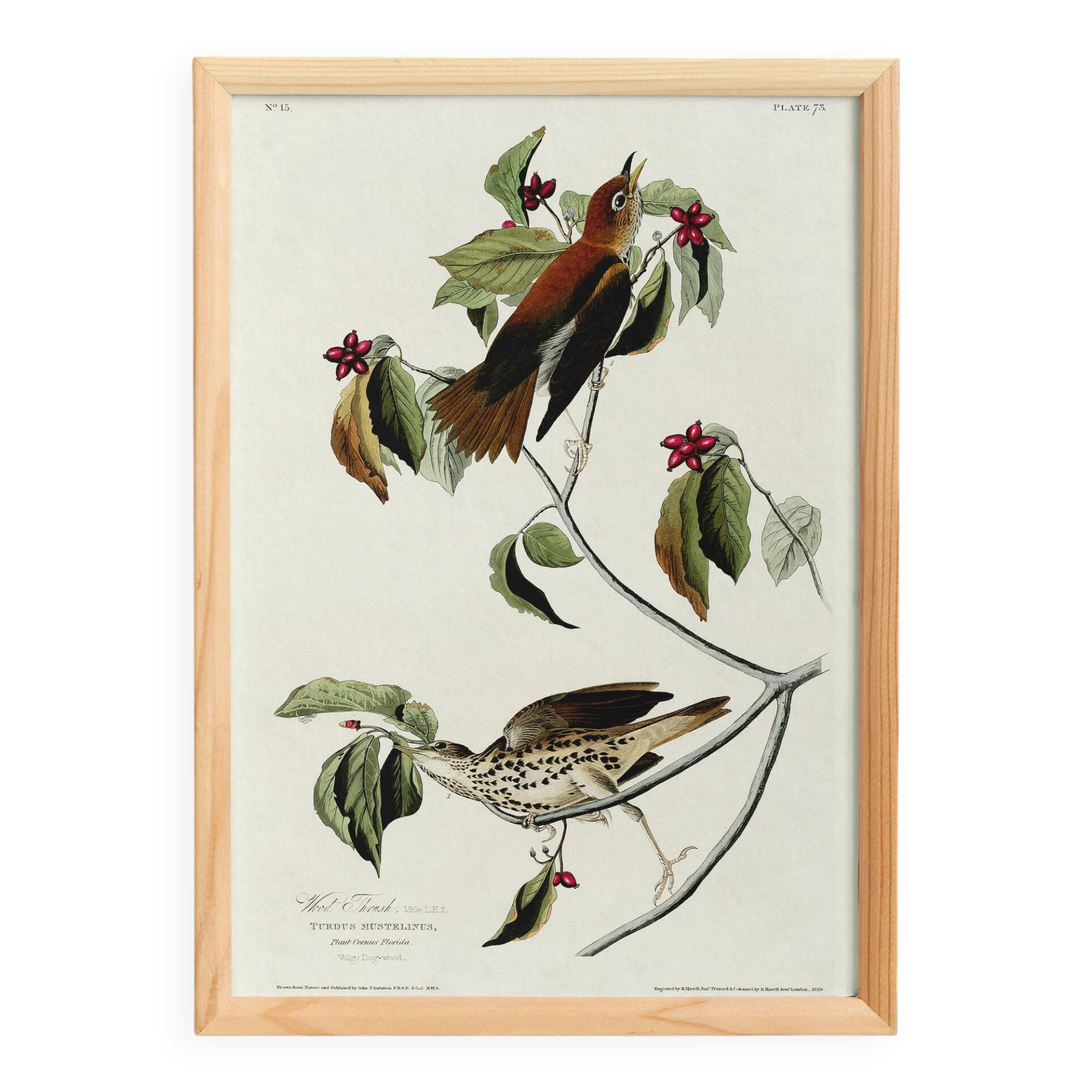 Poster about the Song Thrush, after an old engraving from 1827.