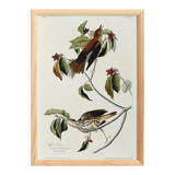 Poster about the Song Thrush, after an old engraving from 1827.