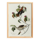 Poster about the Song Thrush, after an old engraving from 1827.
