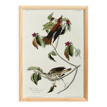 Affiche sur le Grive musicienne, d’après une gravure ancienne de 1827.