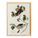 Poster about the Song Thrush, after an old engraving from 1827.