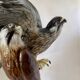 Birds couple of falcons Karl Ens
