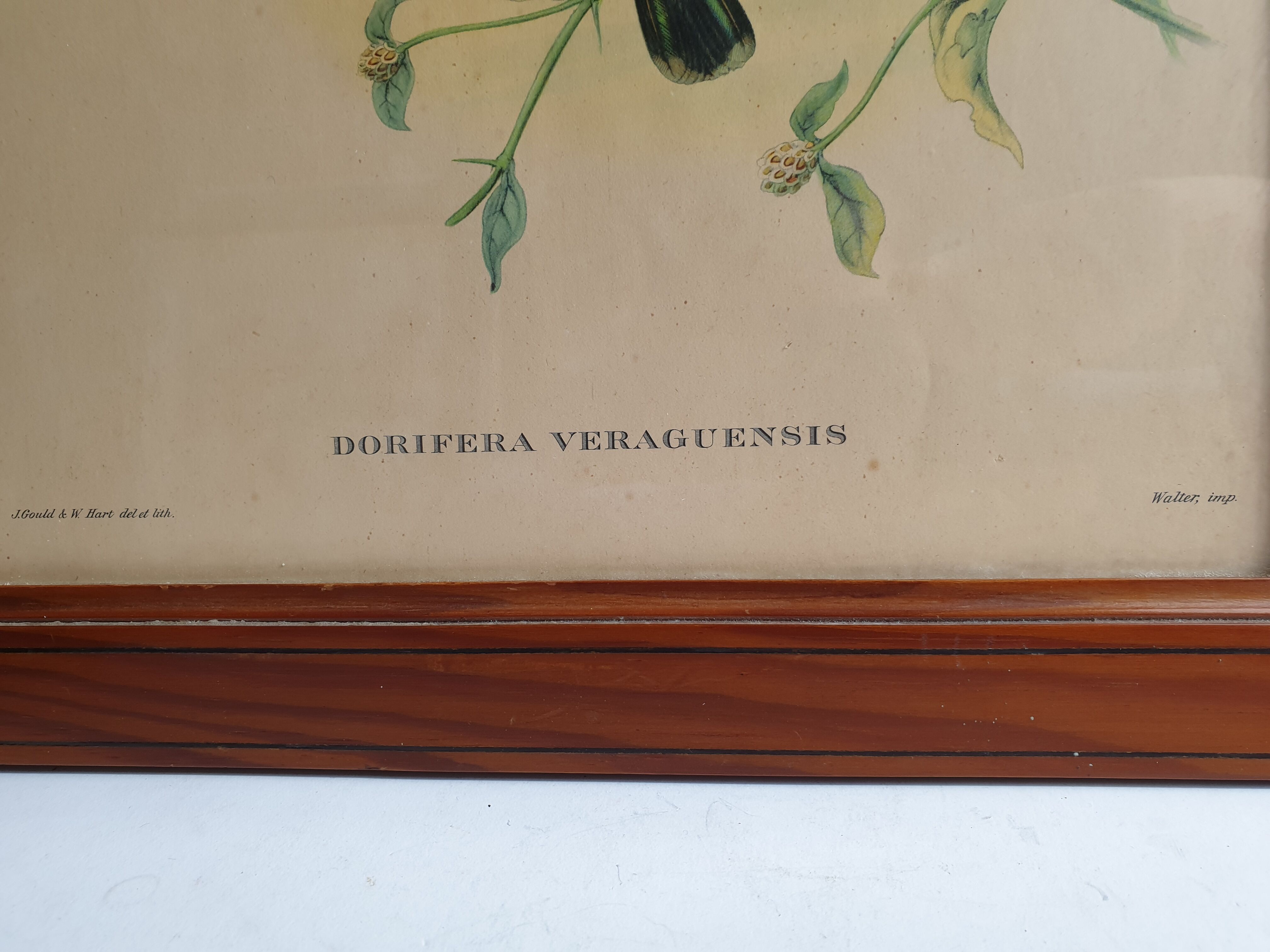 Pedagogical engraving of birds