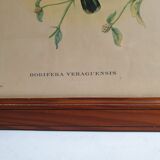 Pedagogical engraving of birds