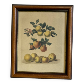 Tableau à fruit