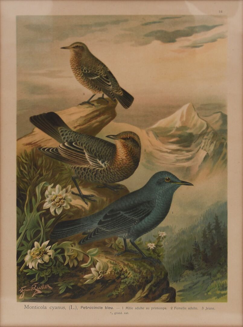 Pair of Bird engravings