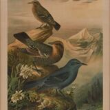 Pair of Bird engravings