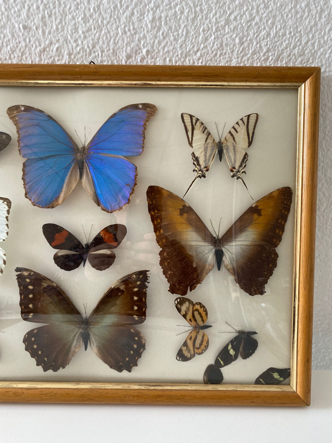 Naturalized butterflies painting
