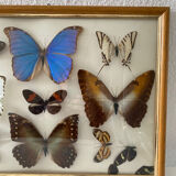 Tableau papillons naturalisés