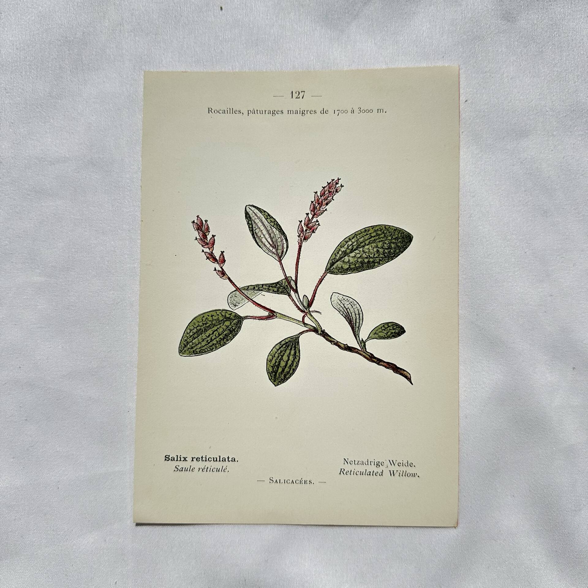 Old botanical engraving from the 19th century – Coloured botanical plates