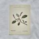 Old botanical engraving from the 19th century – Coloured botanical plates
