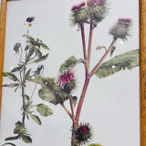 Frame pharmacy herbarium wild thought and burdock
