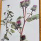 Frame pharmacy herbarium wild thought and burdock