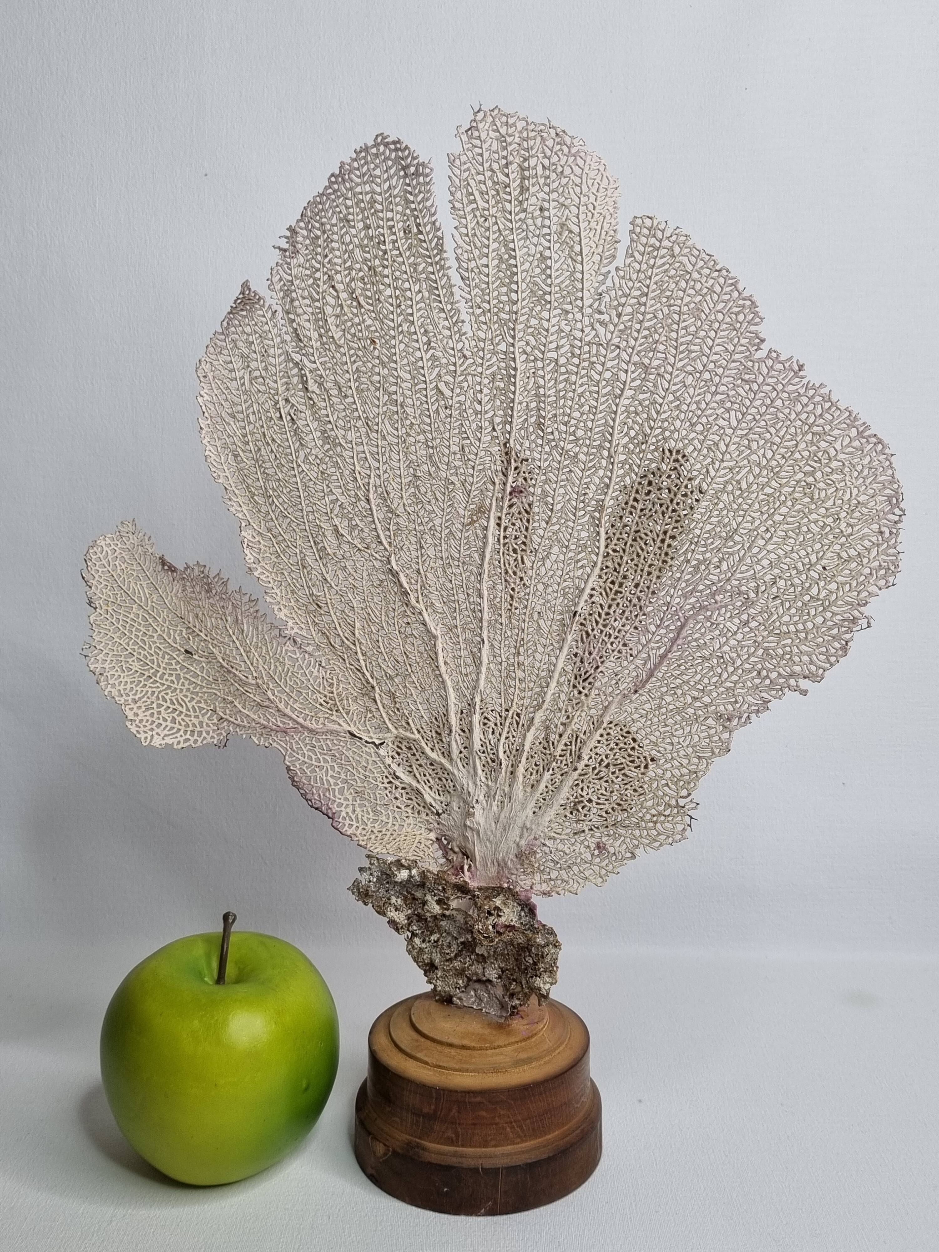 Antique Gorgonian coral, Venus fan, on solid wood base, 37 cm