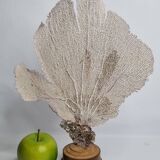 Antique gorgonian coral, Venus fan, on solid wood base, 37 cm