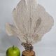 Antique Gorgonian coral, Venus fan, on solid wood base, 37 cm