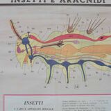 Vintage educational chart