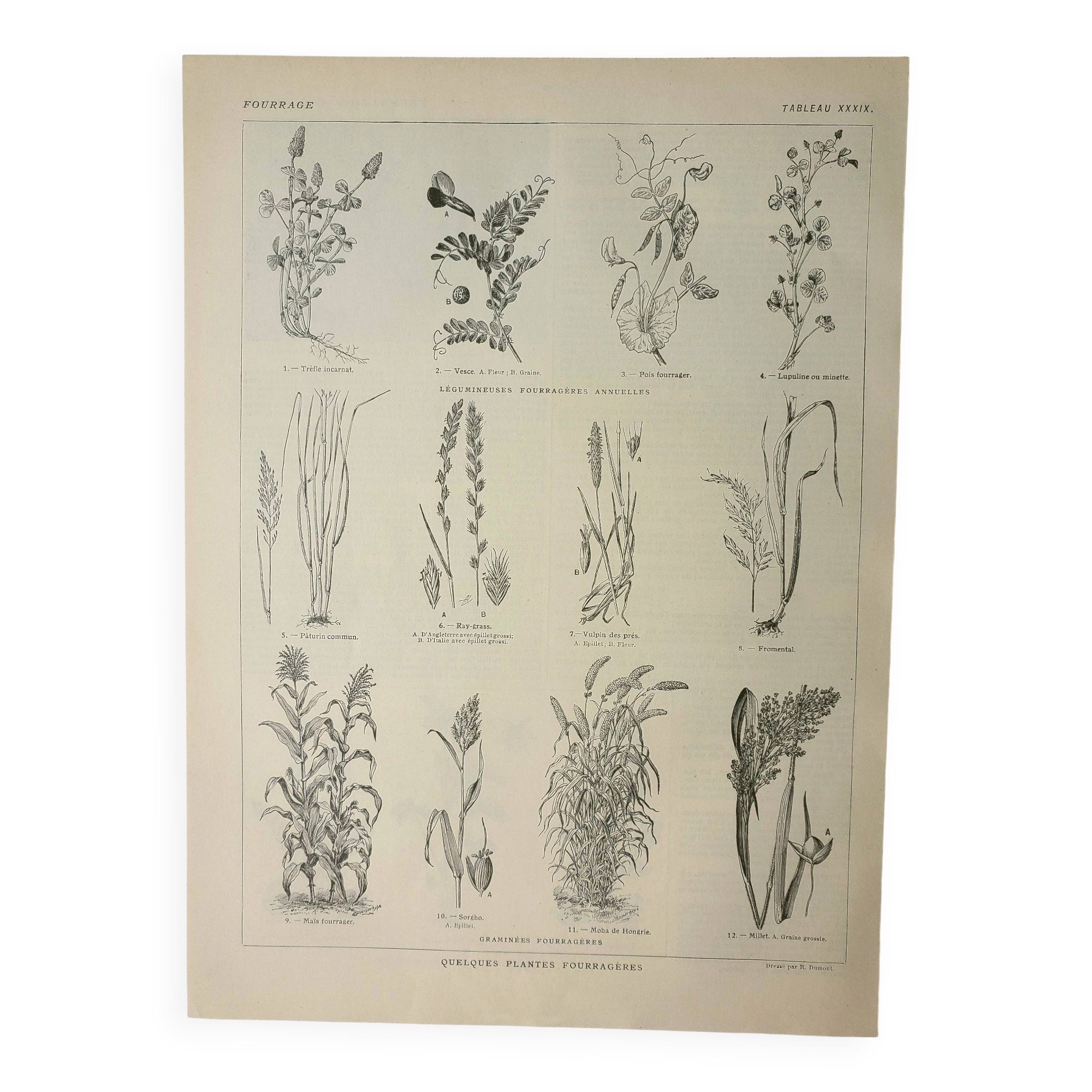 Old engraving 1922, Fodder, cereals, plants, fodder • Lithograph, original illustration